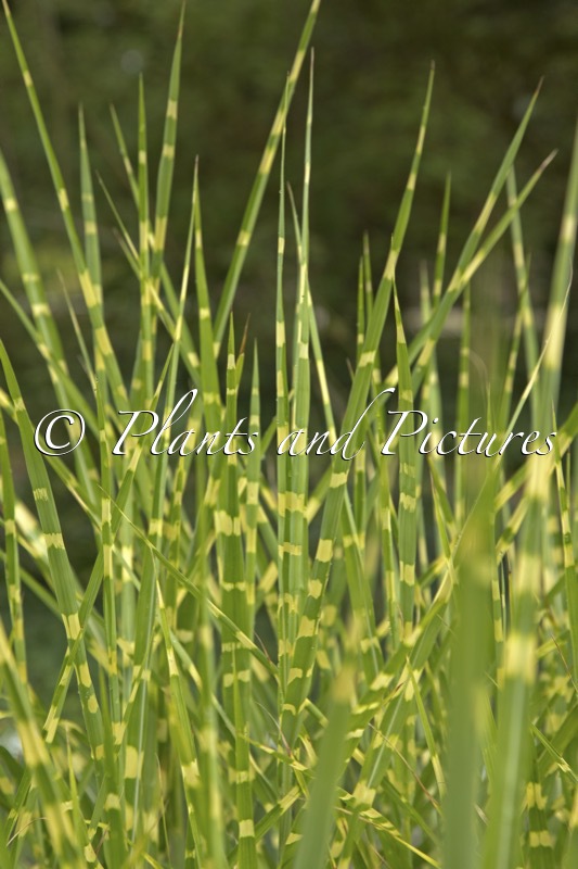 Miscanthus sinensis ‘Strictus’