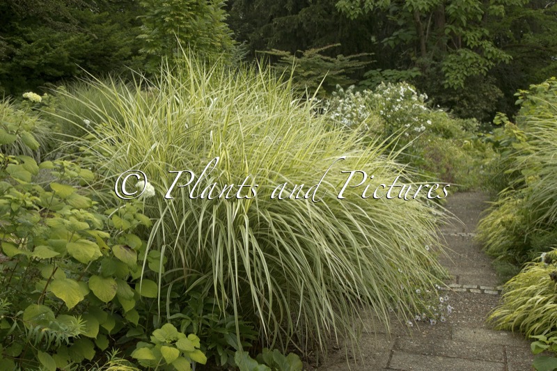 Miscanthus sinensis ‘Silberpfeil’
