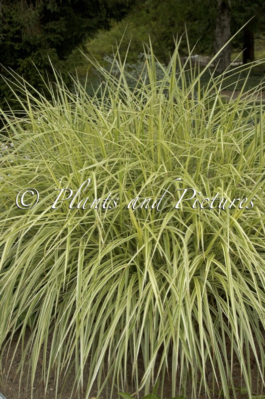 Miscanthus sinensis ‘Silberpfeil’
