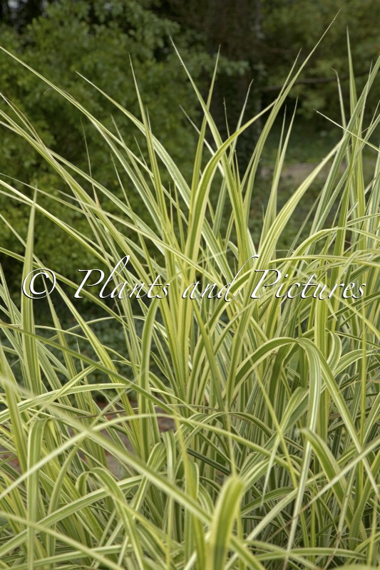 Miscanthus sinensis ‘Silberpfeil’