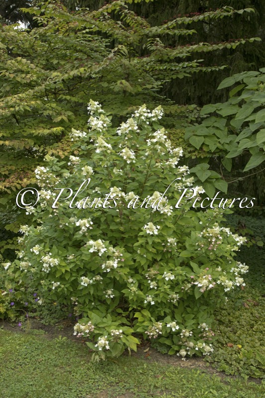 Hydrangea paniculata ‘Mid Late Summer’