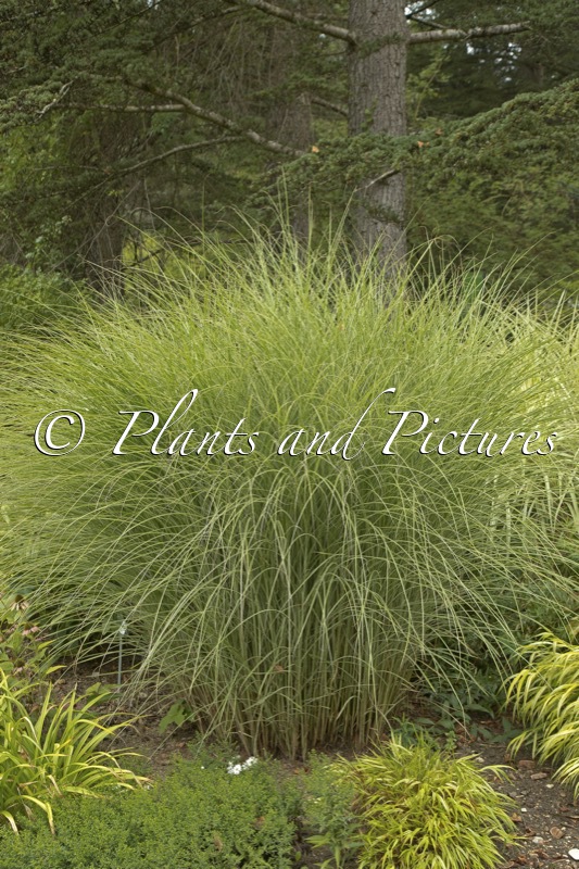 Miscanthus sinensis ‘Morning Light’