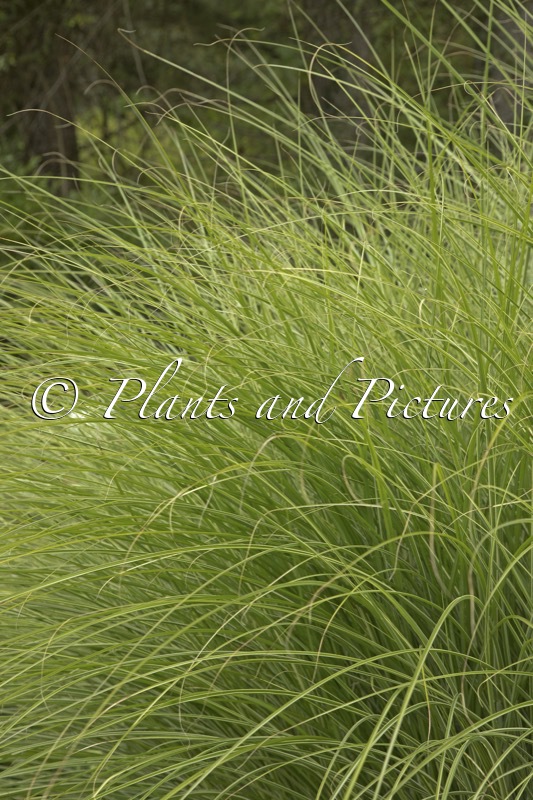 Miscanthus sinensis ‘Morning Light’