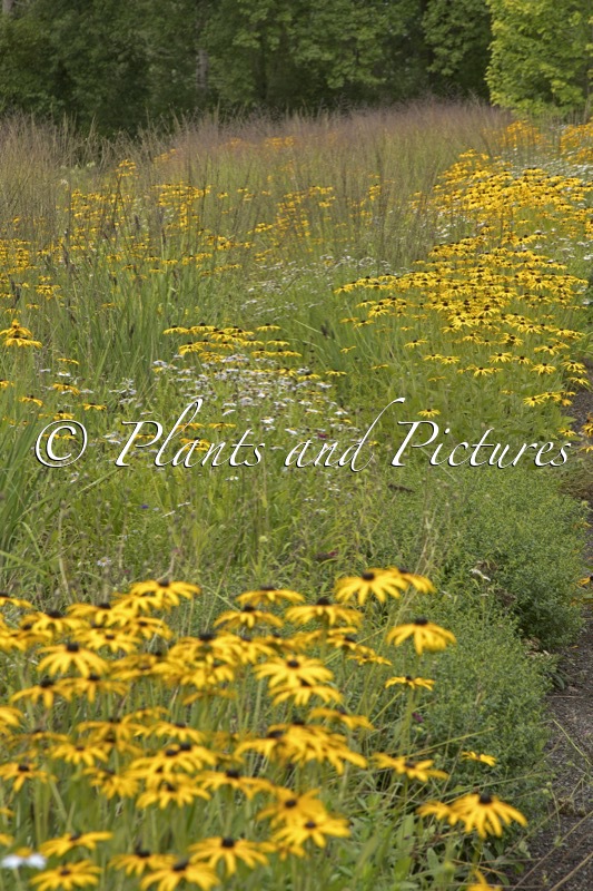 Weihenstephan (Rudbeckia fulgida var. deamii)
