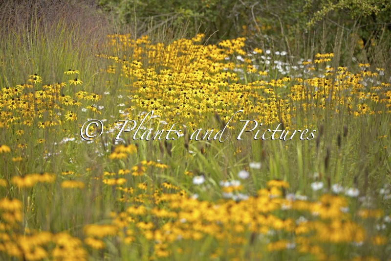 Rudbeckia fulgida var. deamii
