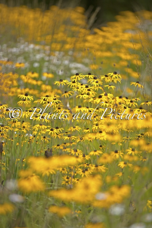 Rudbeckia fulgida var. deamii
