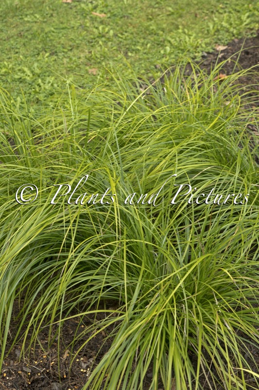Carex lenta ‘Osaka’