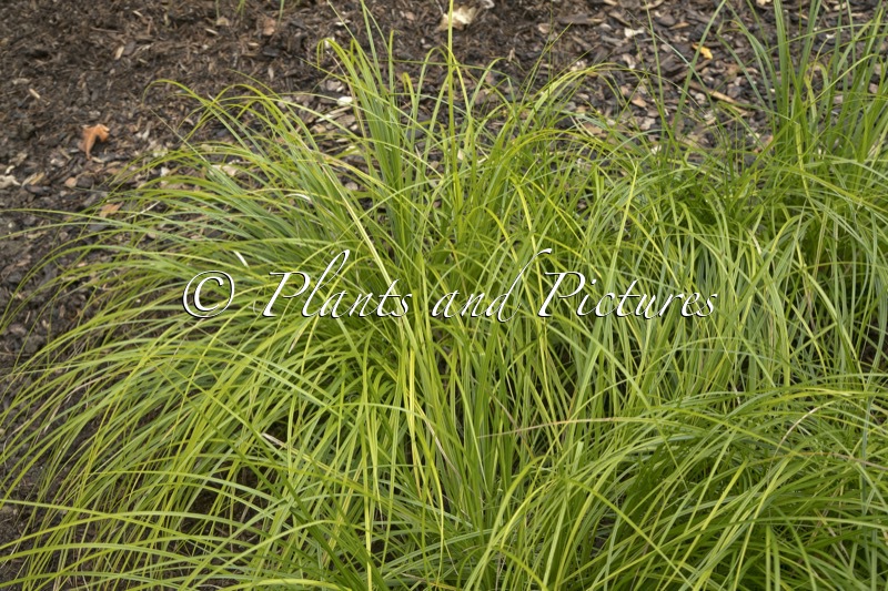 Carex lenta ‘Osaka’