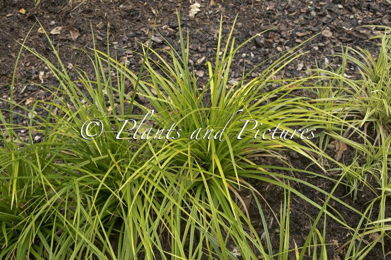 Carex morrowii ‘Mosten’ (JS MOSTEN)