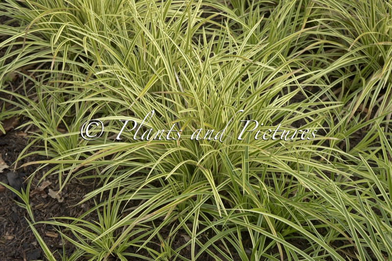Carex morrowii ‘Goldband’