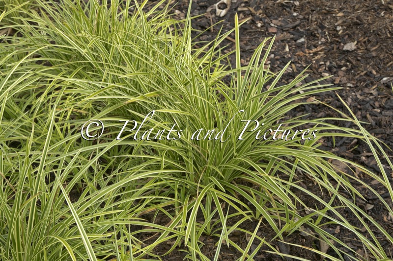 Carex morrowii ‘Gilt’