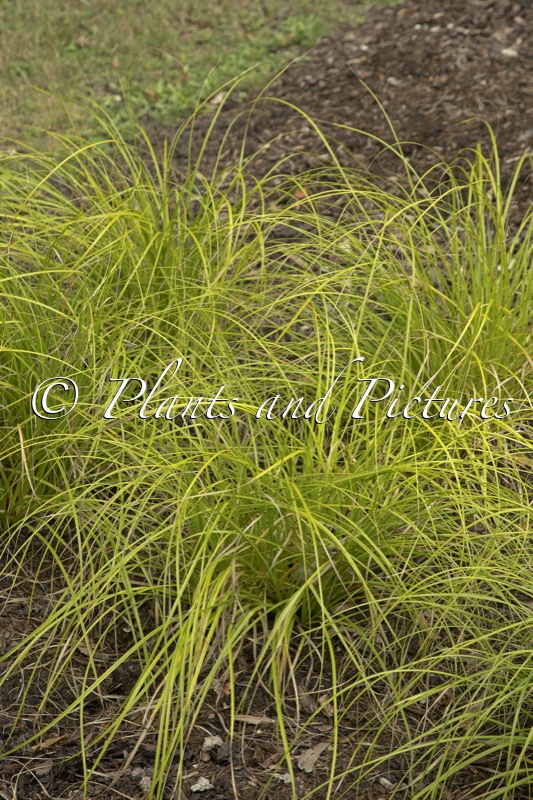Carex cherokeensis ‘Swarthmore’