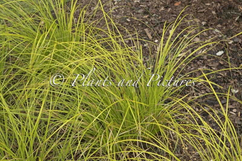 Carex cherokeensis ‘Swarthmore’