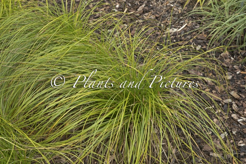 Carex umbrosa ‘Feuerbach’