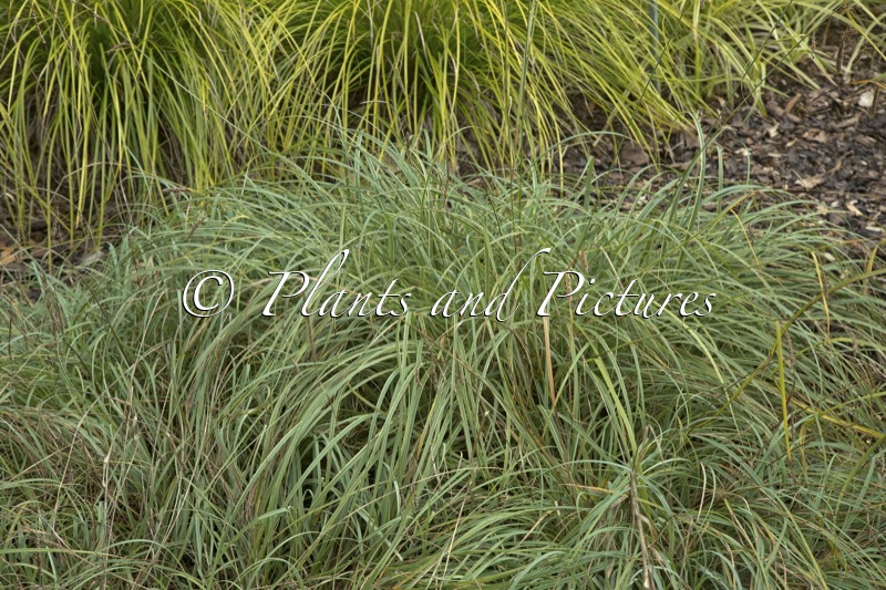 Carex flacca ‘Blue Zinger’