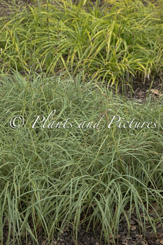 Carex flacca