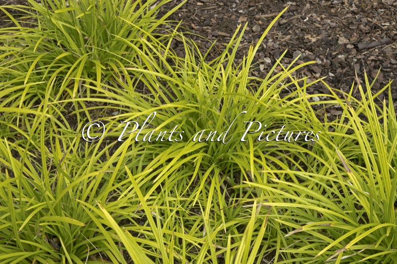 Carex morrowii ‘Irish Green’