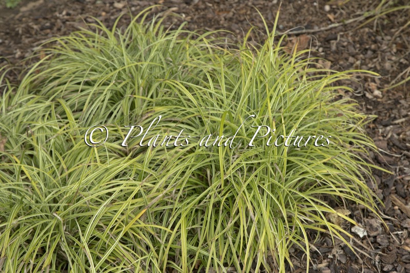 Carex ‘Silver Sceptre’