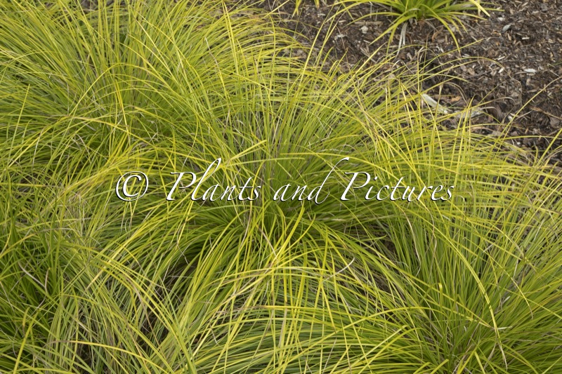 Carex ‘Kyoto’