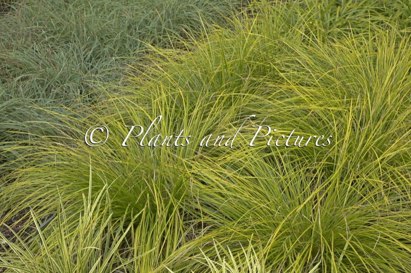 Carex ‘Kyoto’