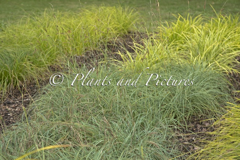 Carex flacca ‘Buis’