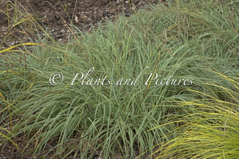 Carex flacca ‘Blue Zinger’