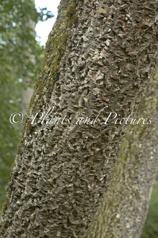 Phellodendron japonicum