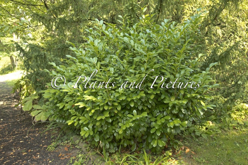 Prunus laurocerasus ‘Van Nes’