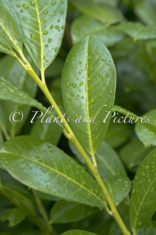 Prunus laurocerasus ‘Van Nes’