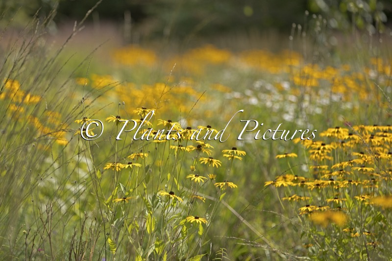 Rudbeckia fulgida var. deamii
