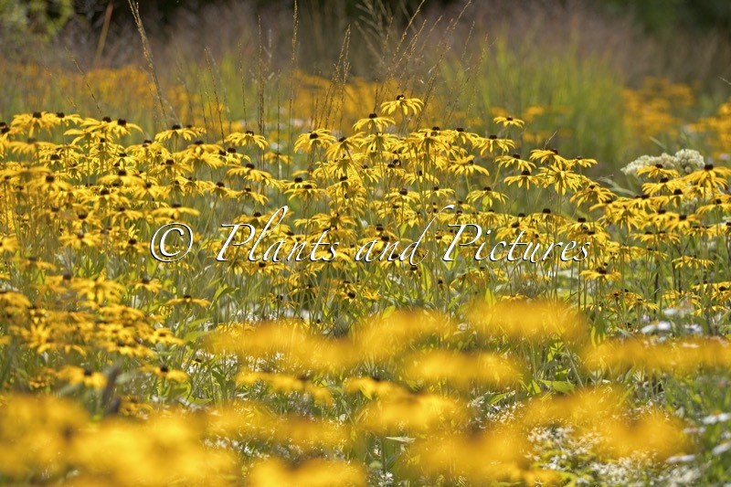Rudbeckia fulgida var. deamii