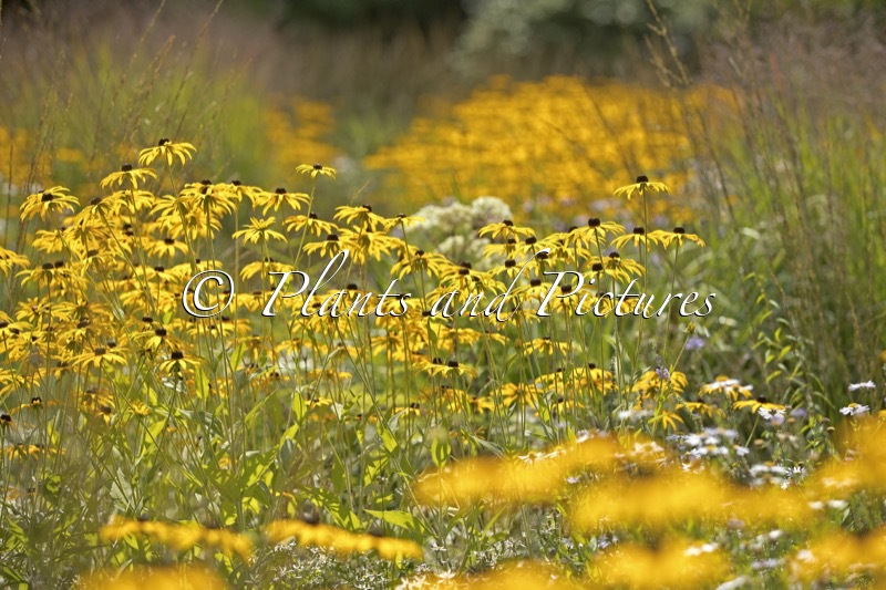 Rudbeckia fulgida var. deamii
