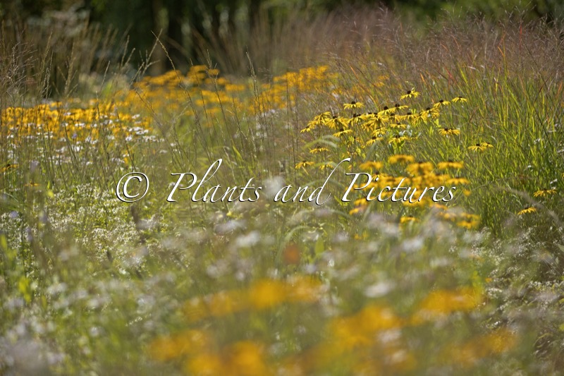 Rudbeckia fulgida var. deamii