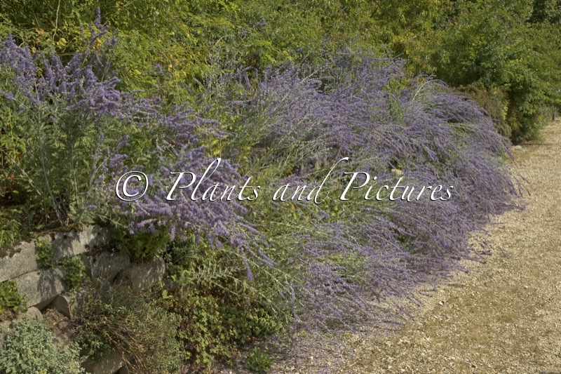Perovskia ‘Blue Spire’