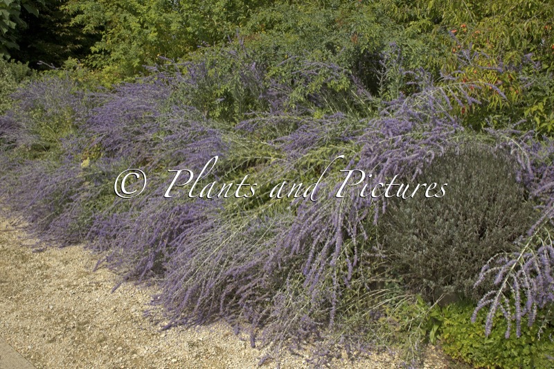 Perovskia ‘Blue Spire’