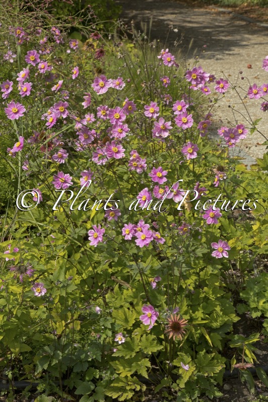 Anemone hybrida ‘Serenade’