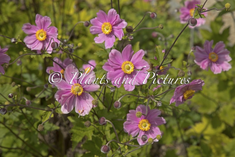 Anemone hybrida ‘Serenade’