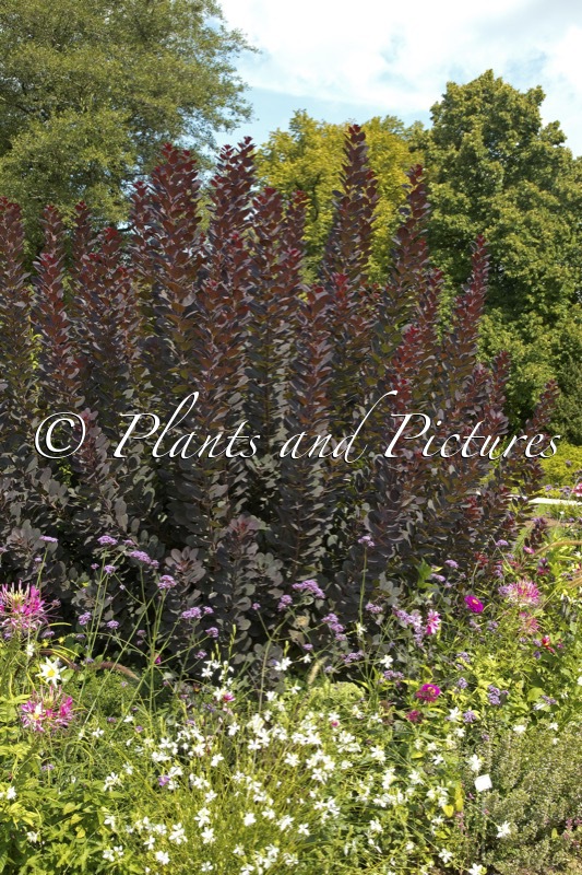 Cotinus coggygria ‘Royal Purple’