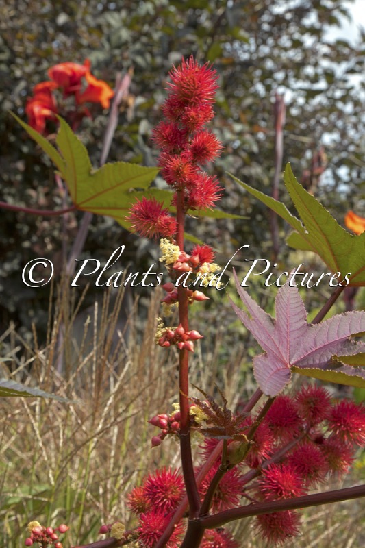Ricinus communis ‘Carmencita Rot’