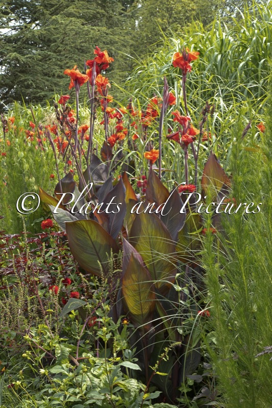 Canna indica ‘Schwabenstolz’