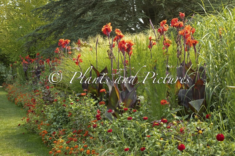 Canna indica ‘Schwabenstolz’