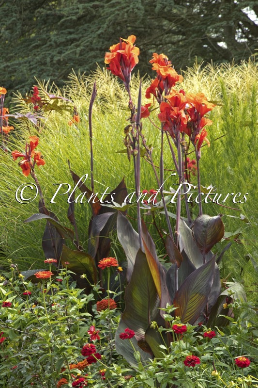 Canna indica ‘Schwabenstolz’