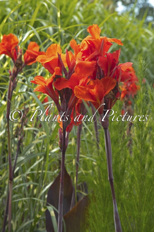 Canna indica ‘Schwabenstolz’