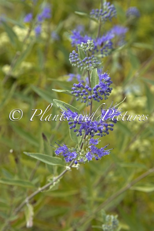 Caryopteris clandonensis ‘Dark Knight’