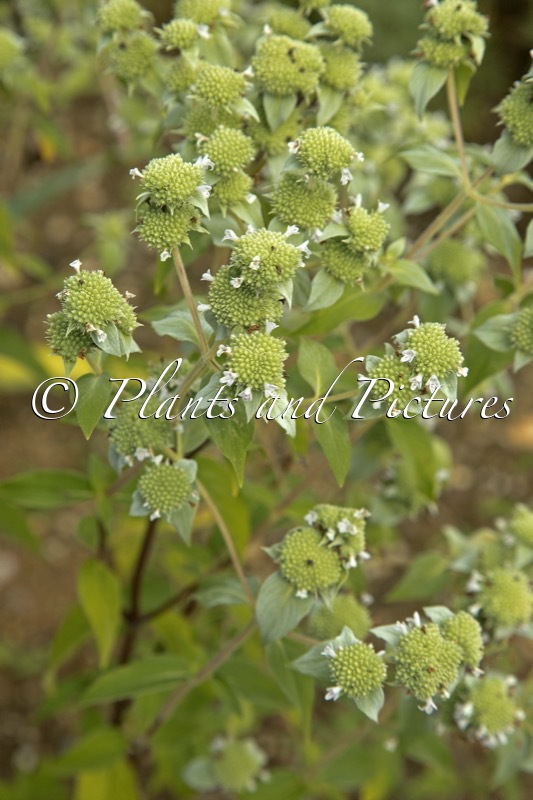 Pycnanthemum muticum