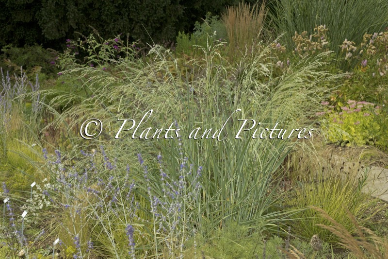 Panicum amarum ‘Dewey Blue’
