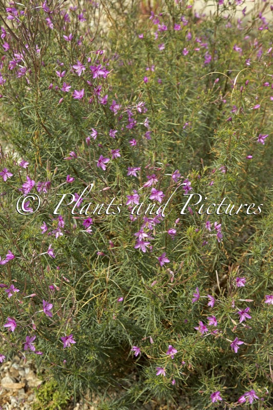 Epilobium dodonaei