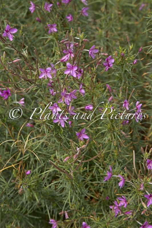 Epilobium dodonaei