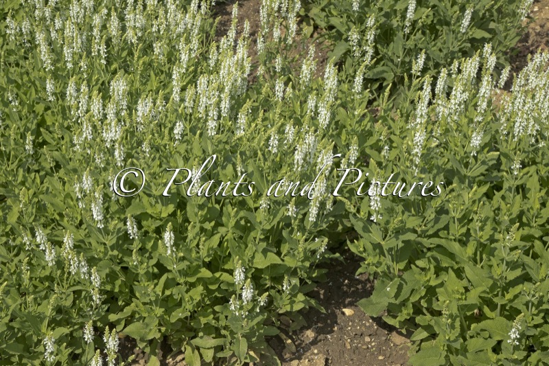 Salvia nemorosa ‘Adrian’