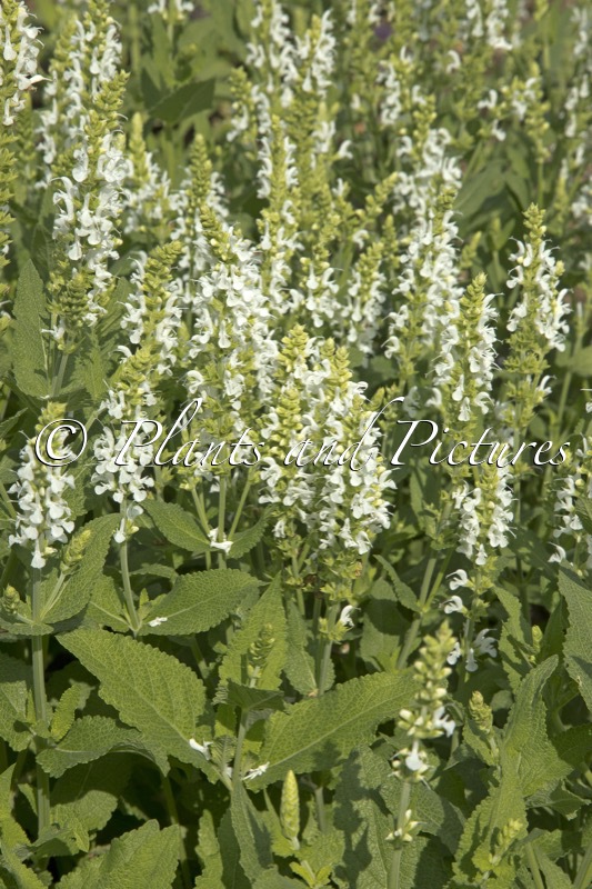 Salvia nemorosa ‘Adrian’
